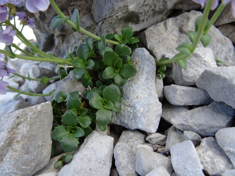 Noccaea rotundifolia (=Thlaspi rotundifolium) / Tlaspi a foglie rotonde